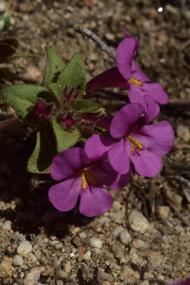Eggleaf Monkeyflower photo 7