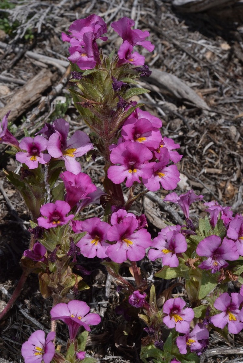 Eggleaf Monkeyflower photo 8