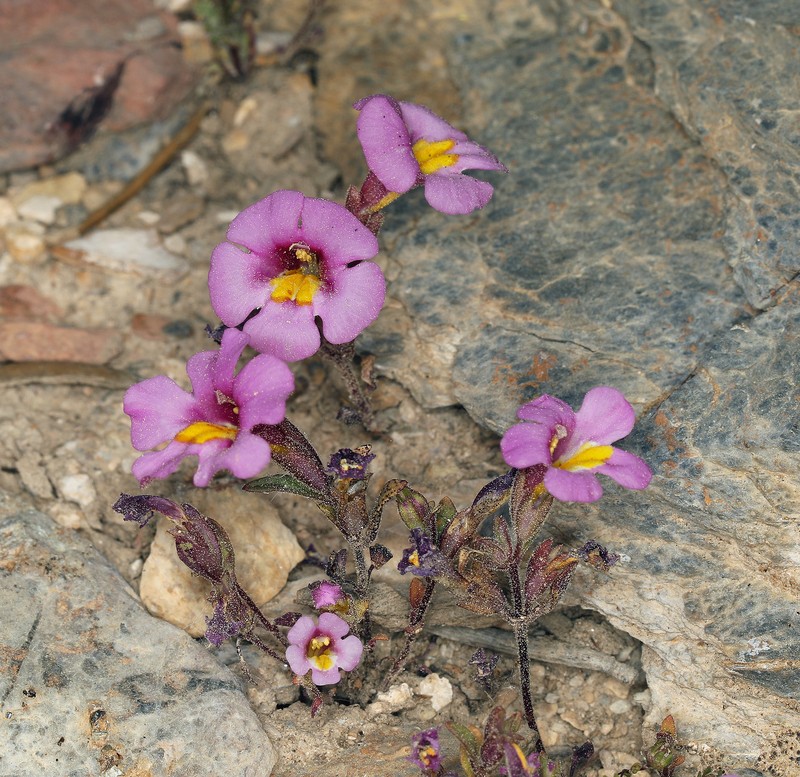 Annual Redspot Monkeyflower