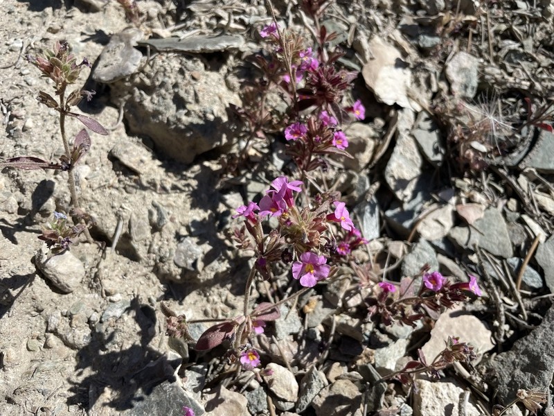 Annual Redspot Monkeyflower