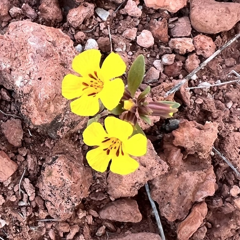 Annual Redspot Monkeyflower photo 2