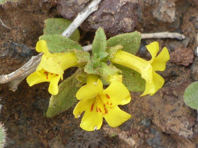 Annual Redspot Monkeyflower photo 3