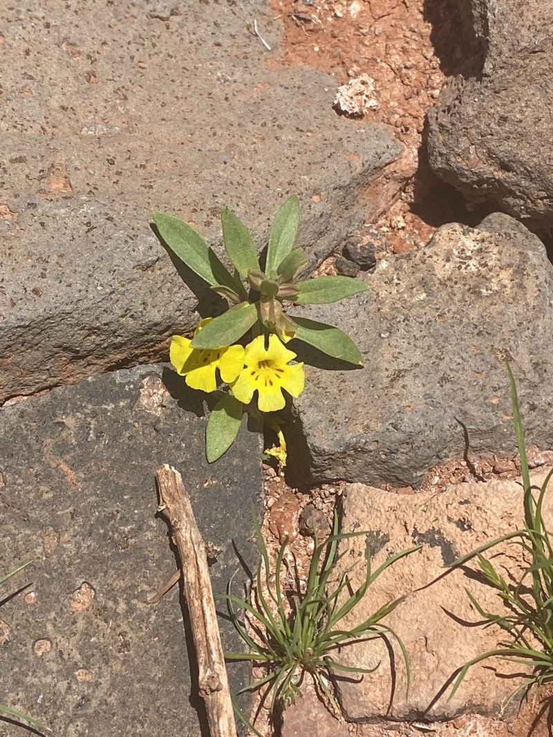 Annual Redspot Monkeyflower photo 4