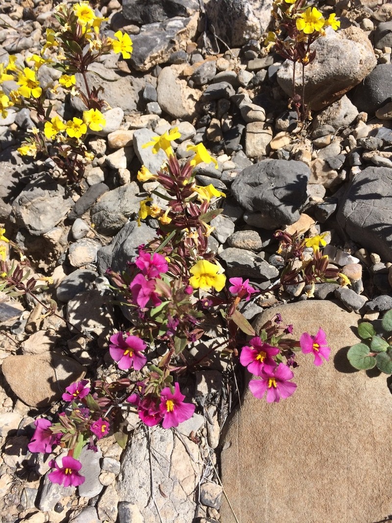 Annual Redspot Monkeyflower photo 5