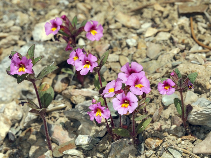 Annual Redspot Monkeyflower photo 6