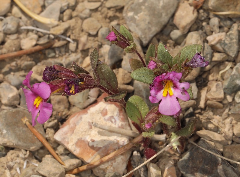 Annual Redspot Monkeyflower photo 7