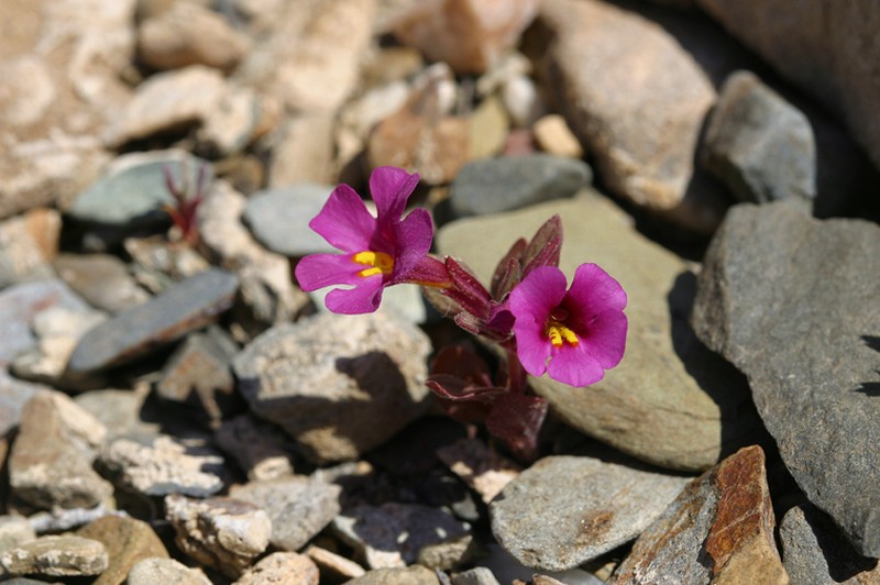 Annual Redspot Monkeyflower photo 8