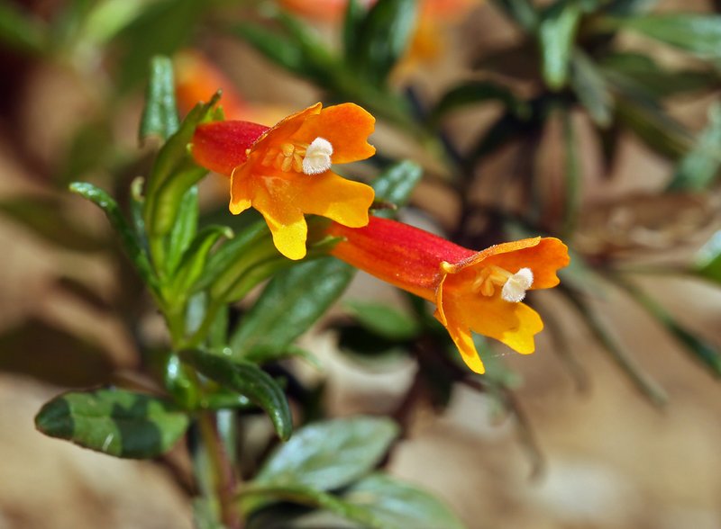 Island Bush Monkeyflower