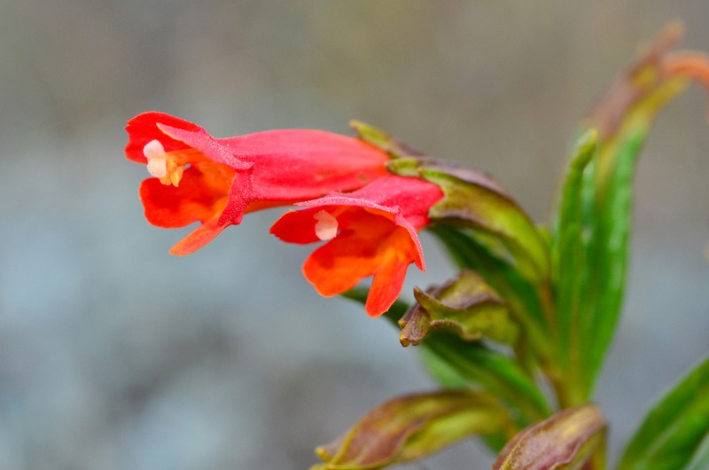 Island Bush Monkeyflower