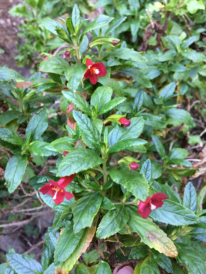Island Bush Monkeyflower photo 2