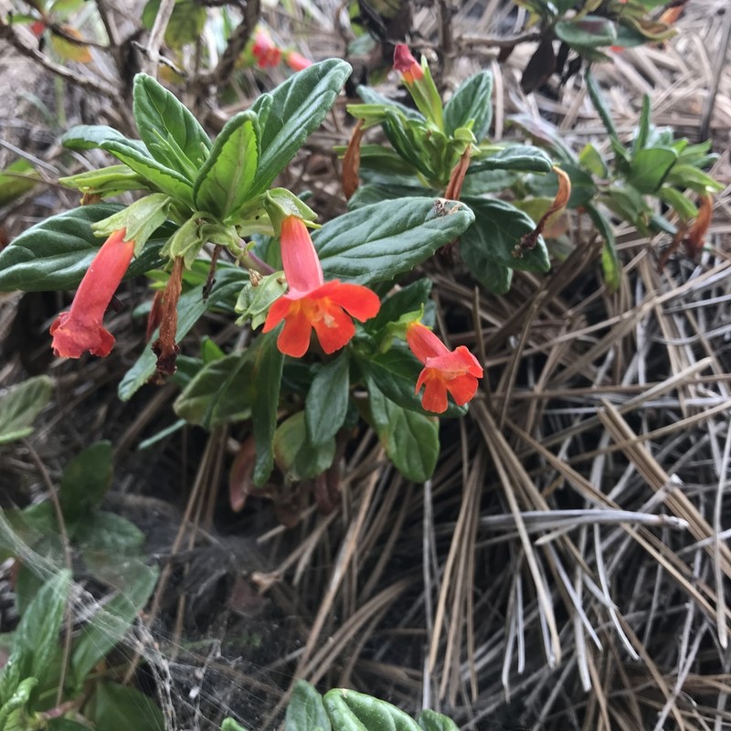 Island Bush Monkeyflower photo 3