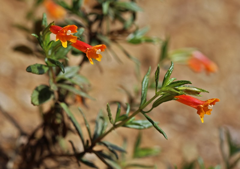Island Bush Monkeyflower photo 4
