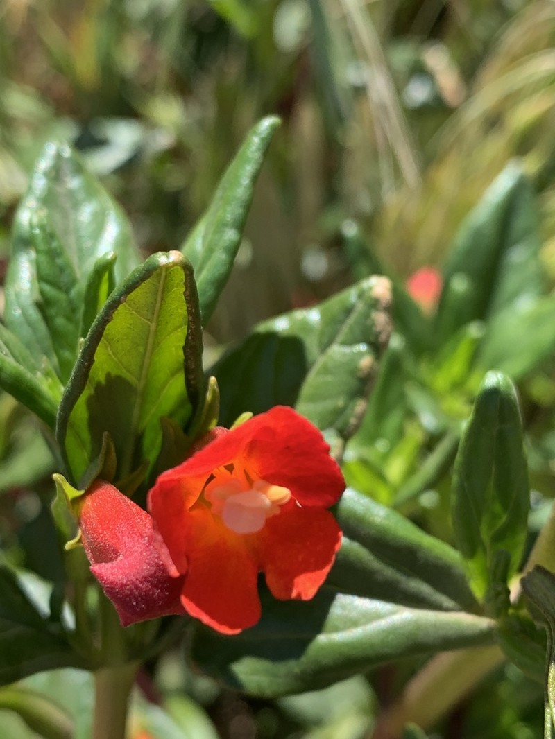 Island Bush Monkeyflower photo 5