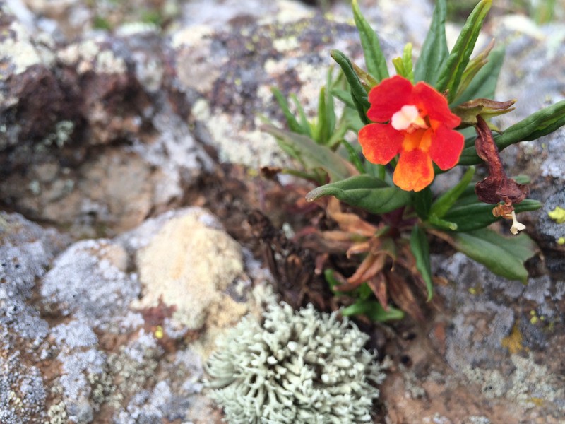 Island Bush Monkeyflower photo 6