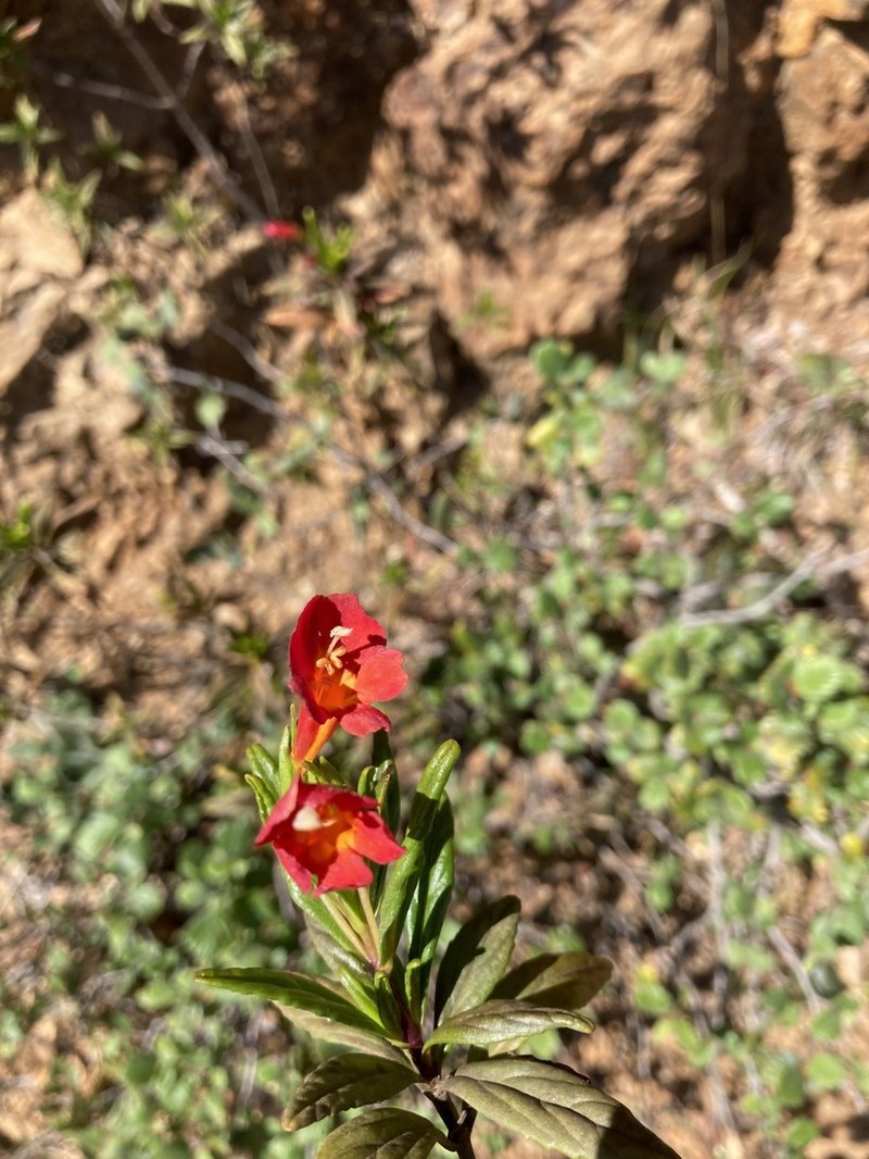 Island Bush Monkeyflower photo 7