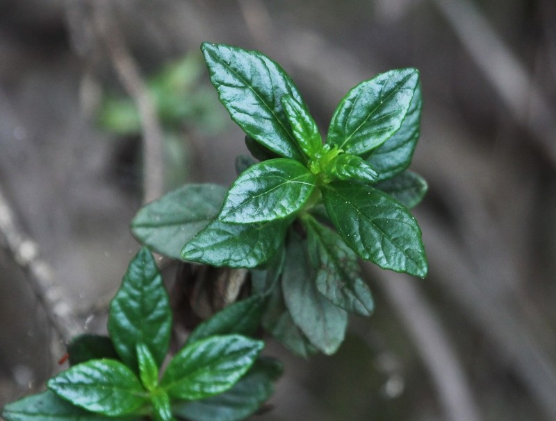 Island Bush Monkeyflower photo 8