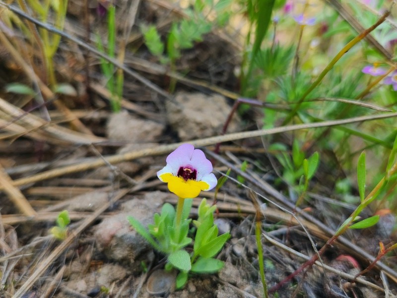 Yellowlip Pansy Monkeyflower
