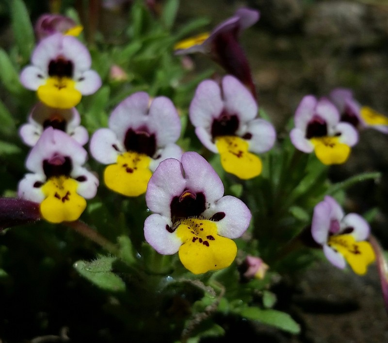 Yellowlip Pansy Monkeyflower photo 2
