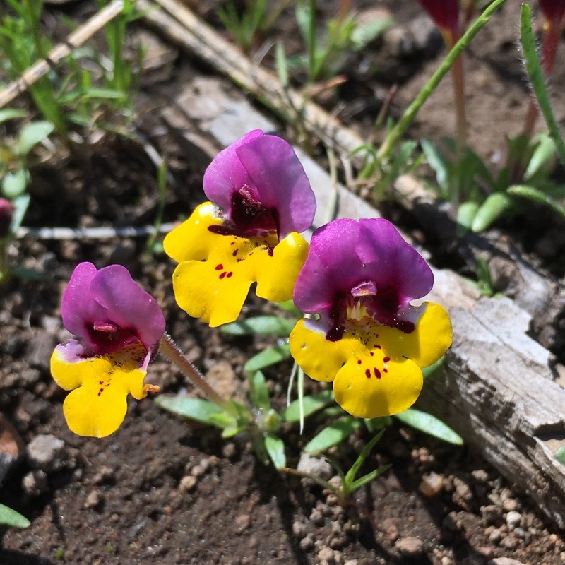 Yellowlip Pansy Monkeyflower photo 3