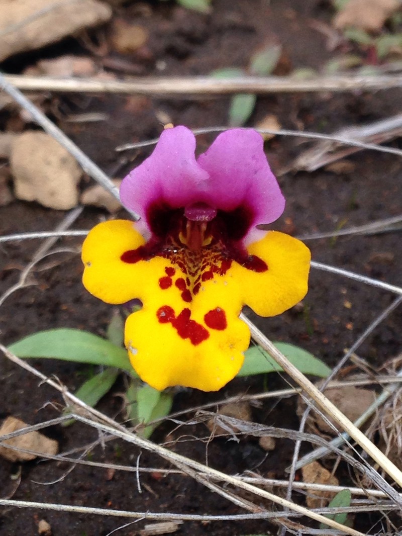 Yellowlip Pansy Monkeyflower photo 4