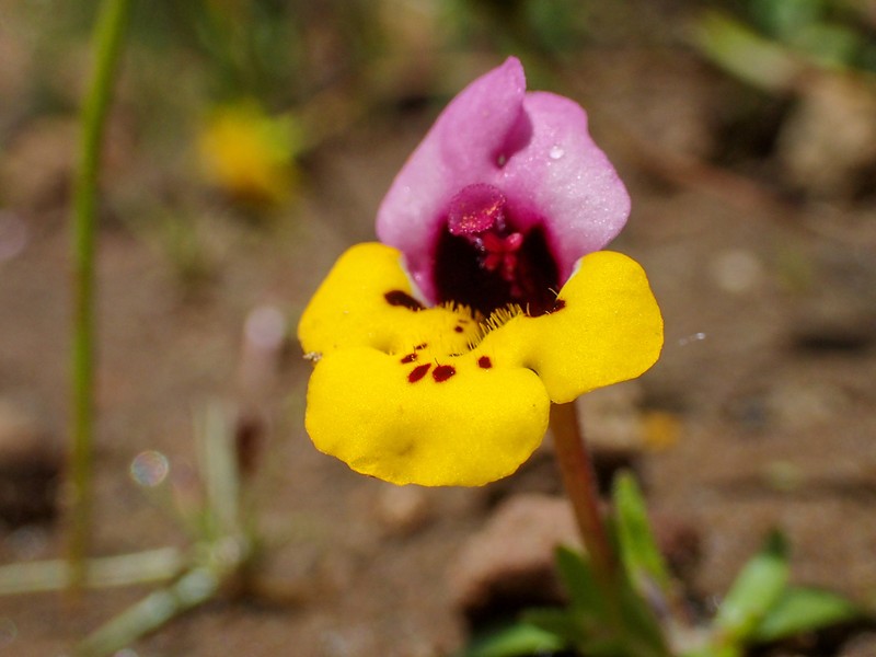 Yellowlip Pansy Monkeyflower photo 5