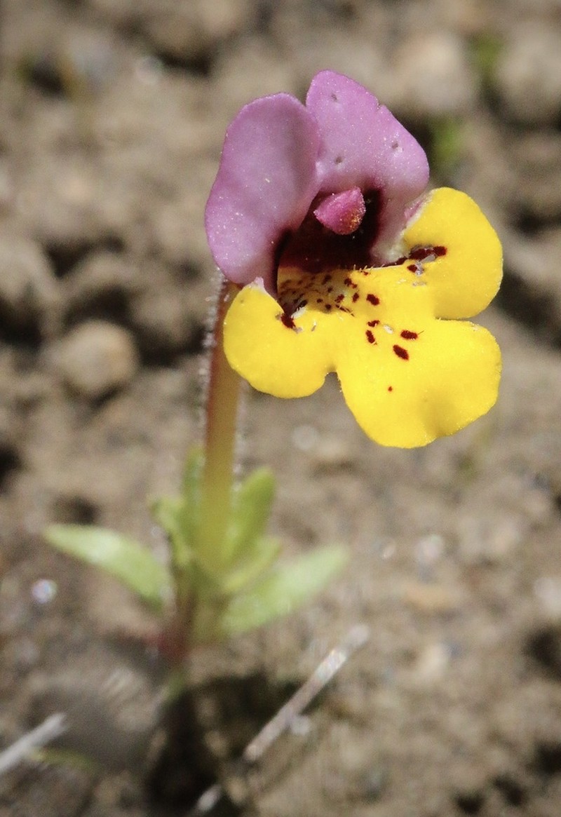 Yellowlip Pansy Monkeyflower photo 6
