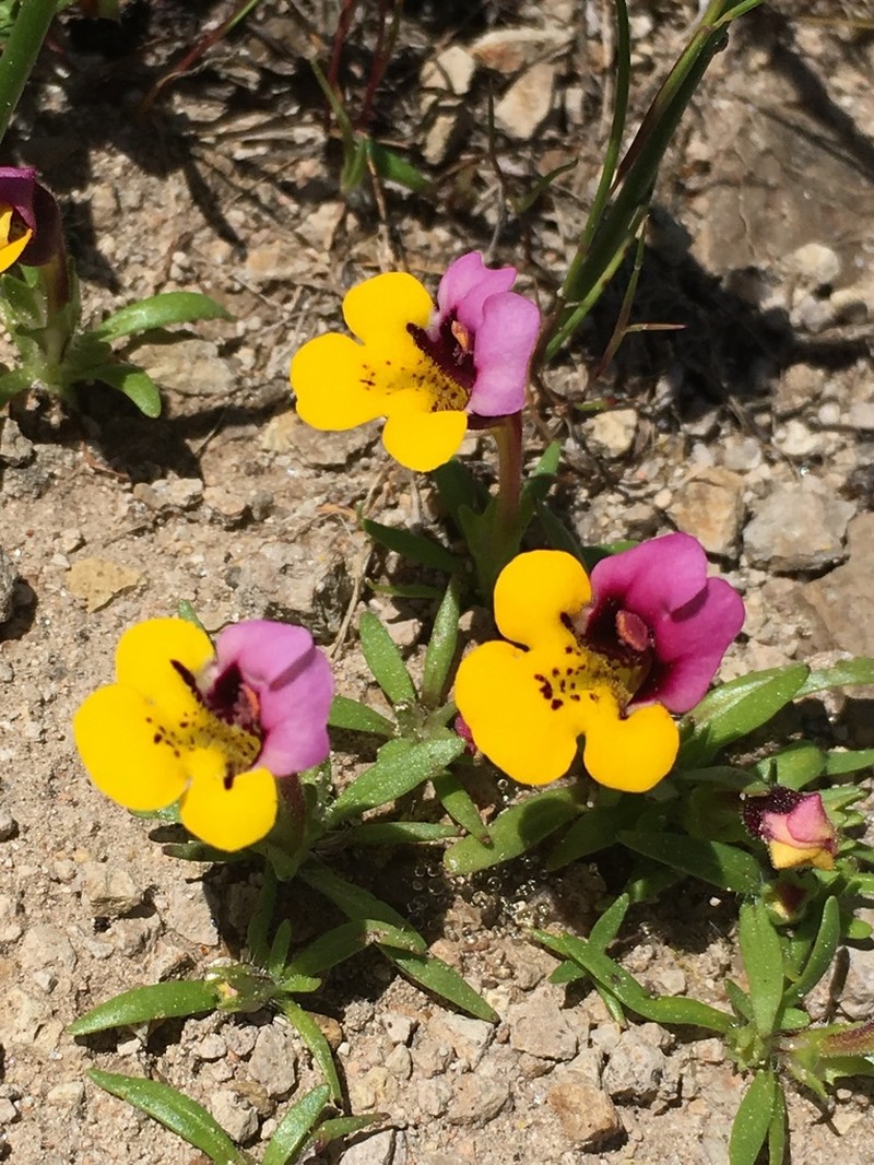 Yellowlip Pansy Monkeyflower photo 7
