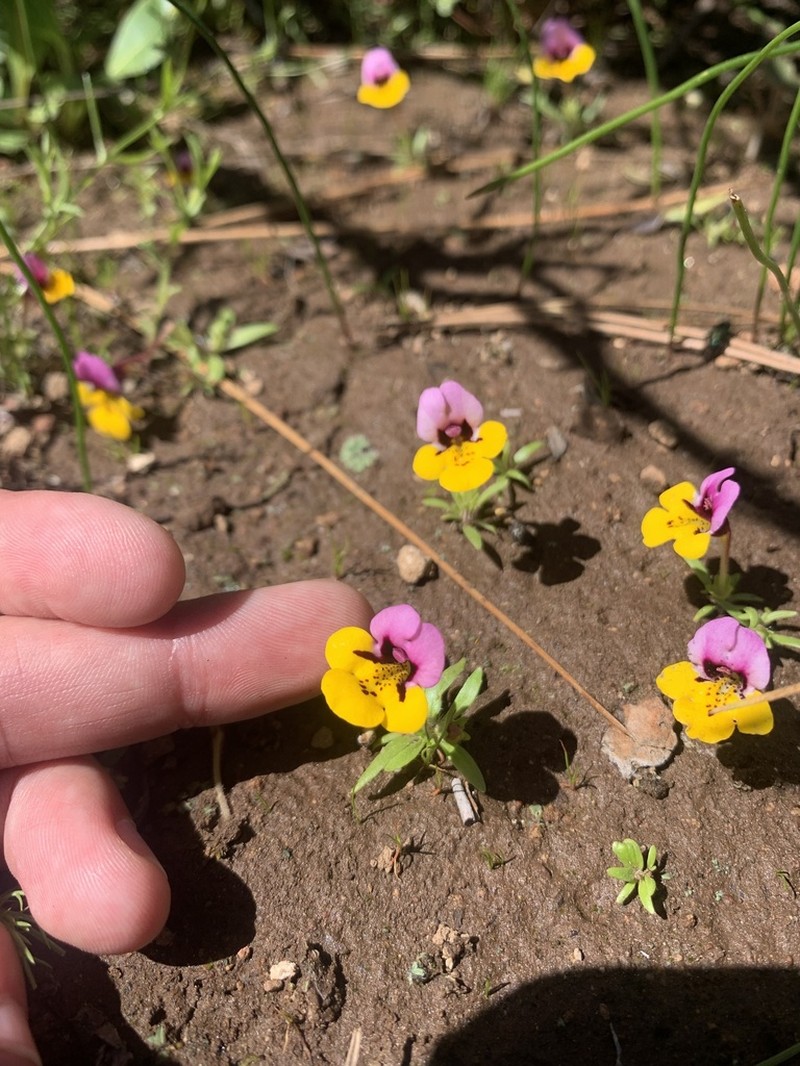 Yellowlip Pansy Monkeyflower photo 8