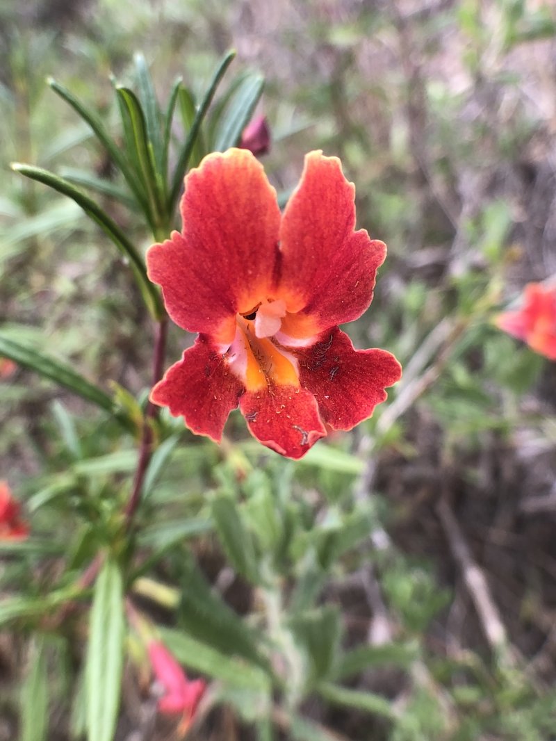 Red Bush Monkeyflower
