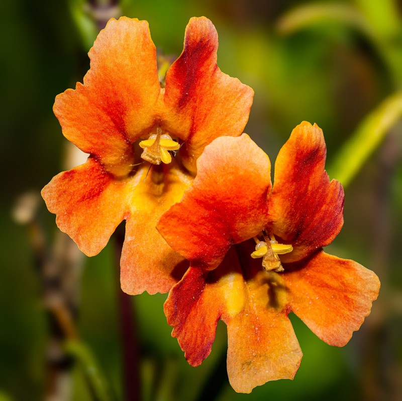 Red Bush Monkeyflower