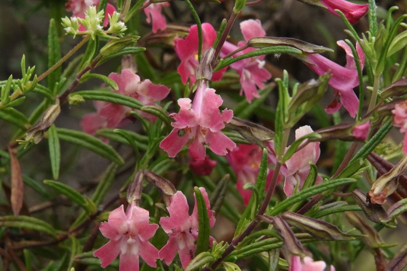 Red Bush Monkeyflower photo 2