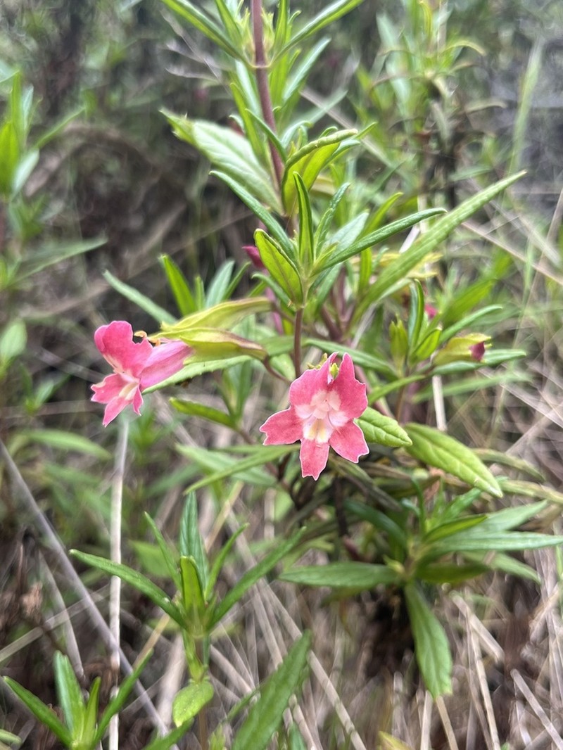 Red Bush Monkeyflower photo 3