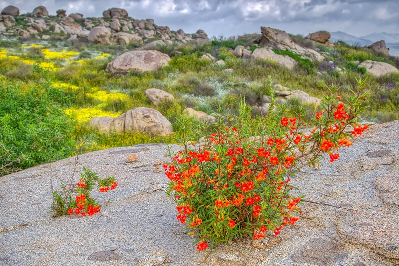 Red Bush Monkeyflower photo 4