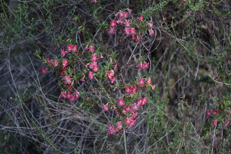 Red Bush Monkeyflower photo 5
