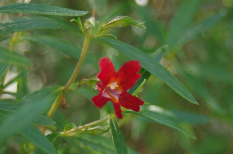 Red Bush Monkeyflower photo 6
