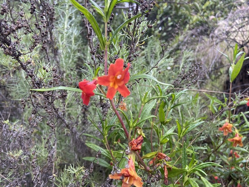 Red Bush Monkeyflower photo 7