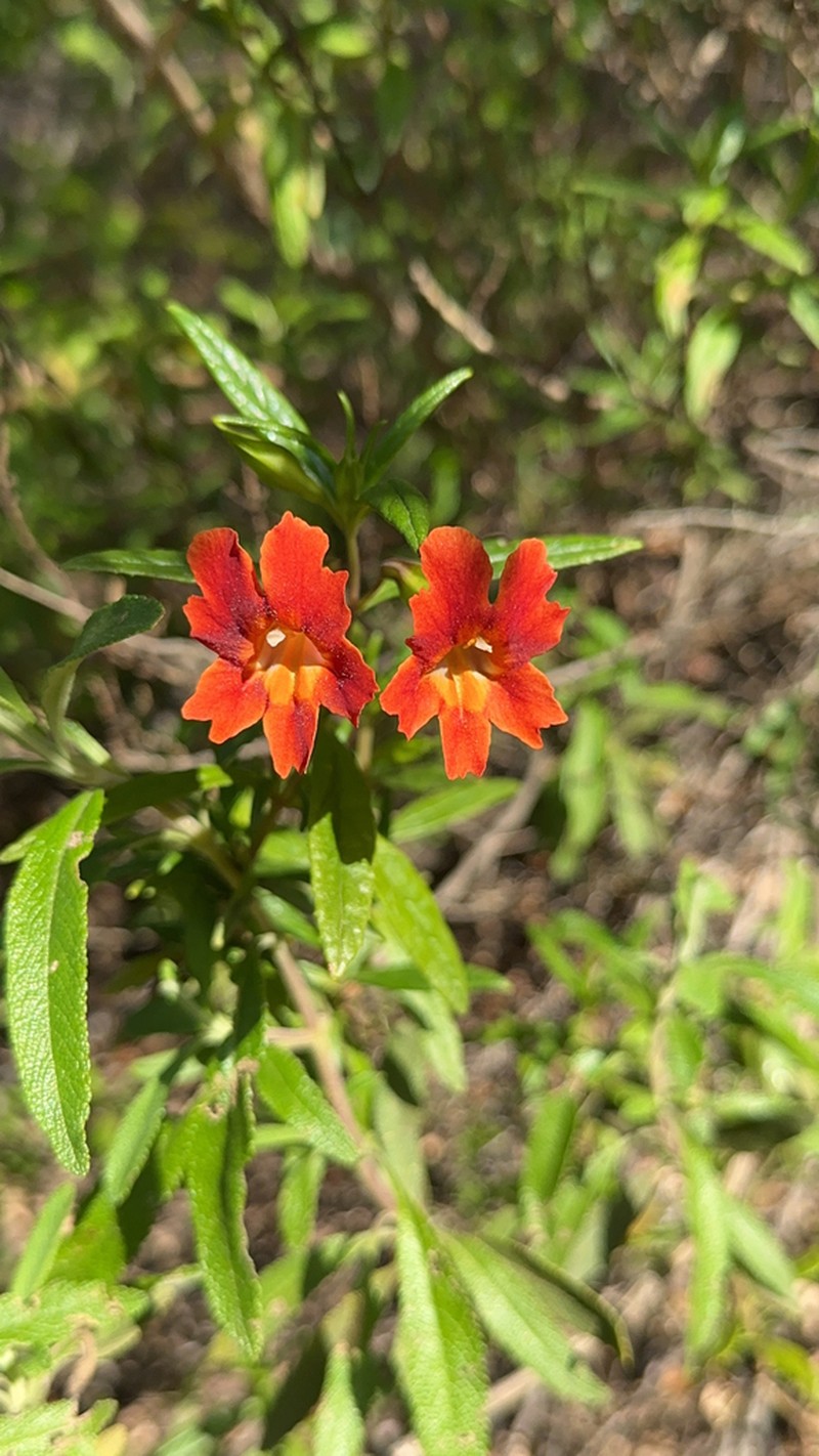 Red Bush Monkeyflower photo 8