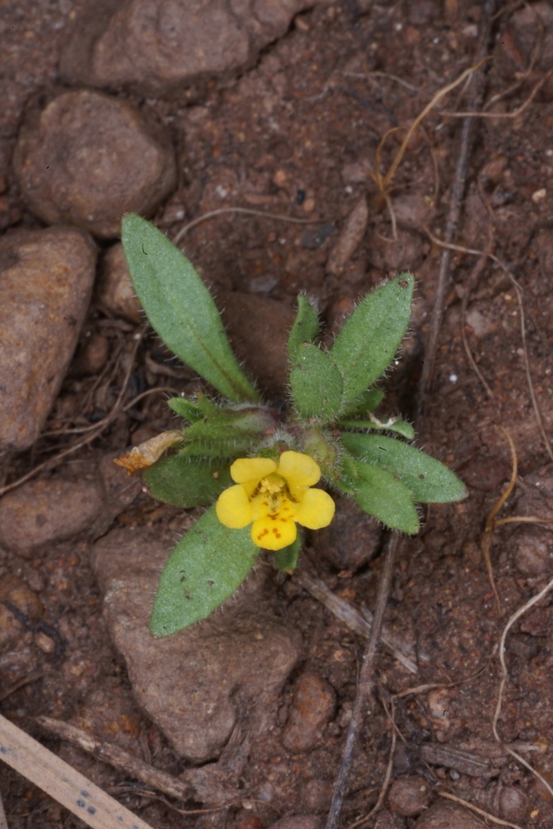 Egg Lake Monkeyflower