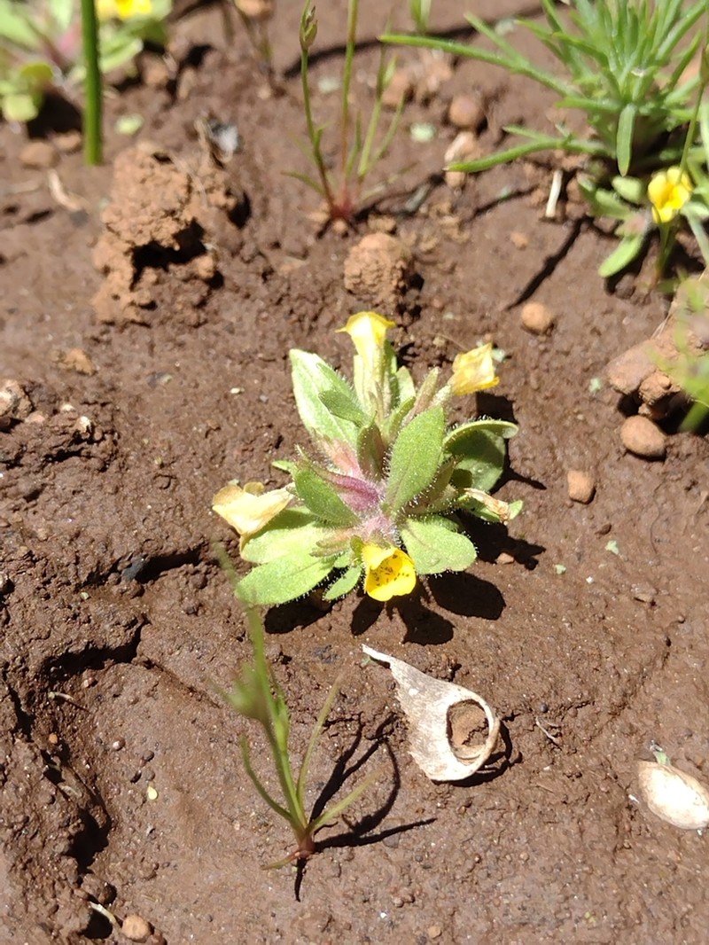 Egg Lake Monkeyflower photo 2
