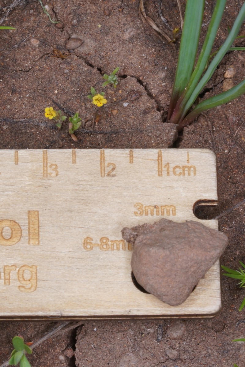 Egg Lake Monkeyflower photo 3