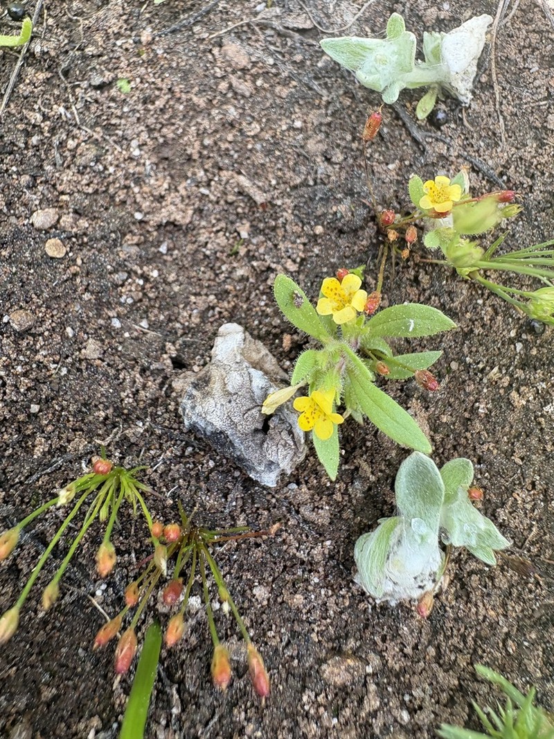 Egg Lake Monkeyflower photo 4
