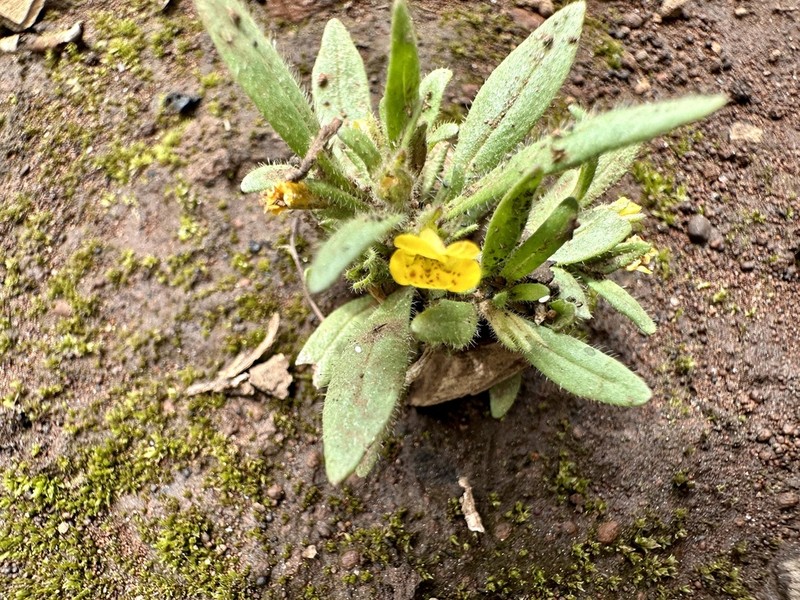 Egg Lake Monkeyflower photo 5