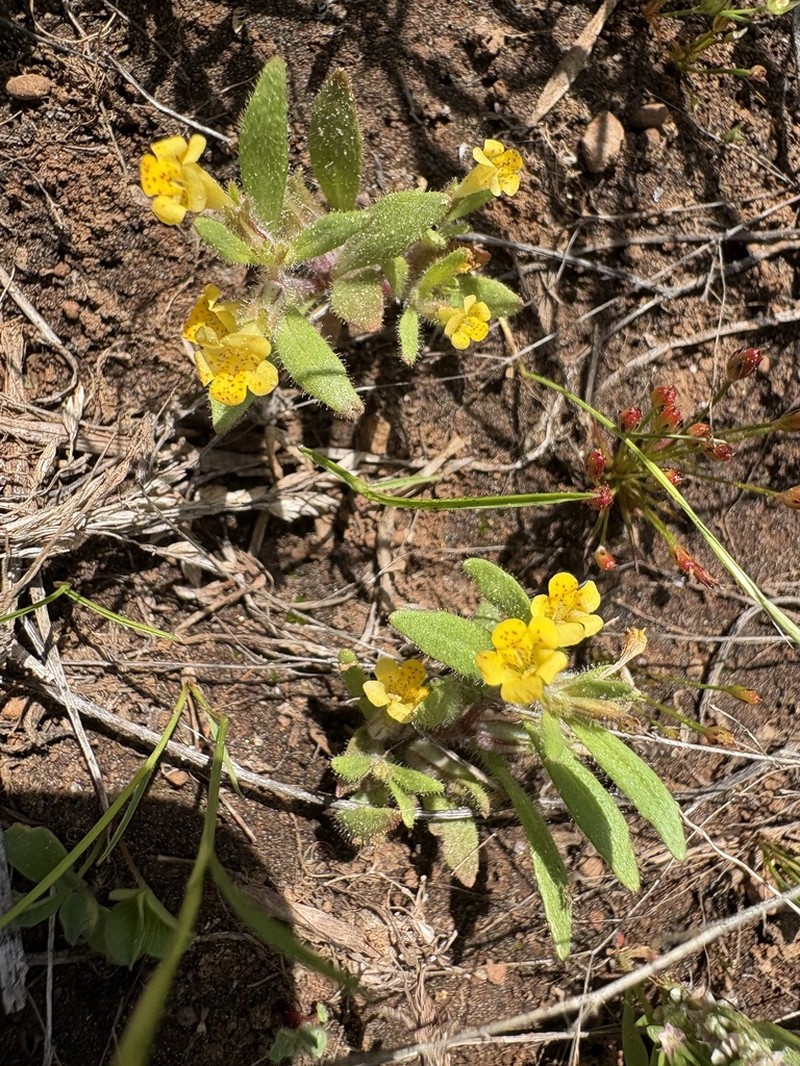Egg Lake Monkeyflower photo 6
