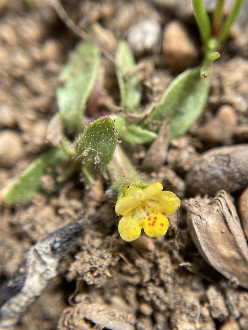 Egg Lake Monkeyflower photo 7