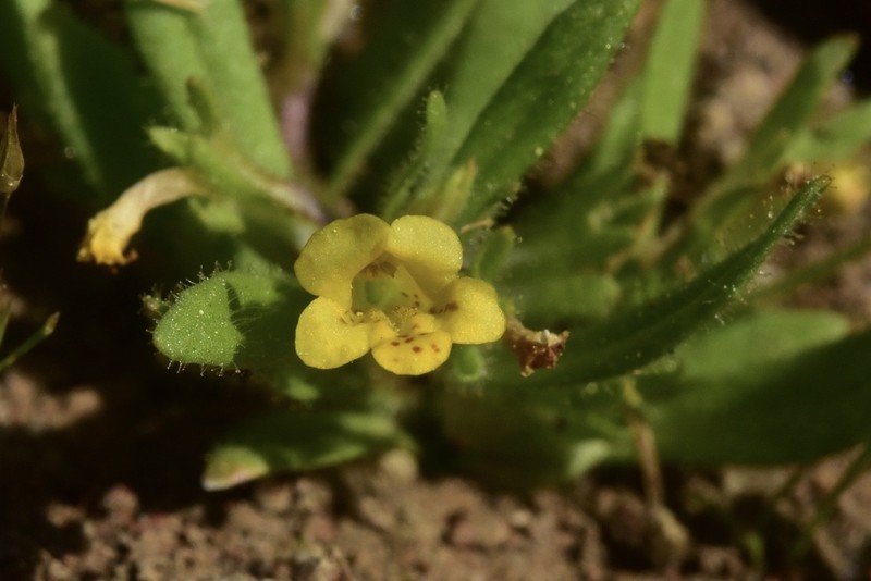 Egg Lake Monkeyflower photo 8