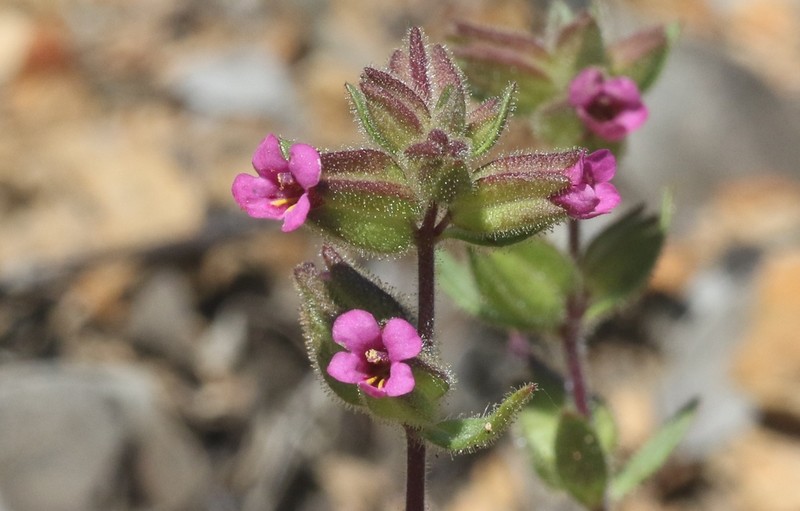 Rattan's Monkeyflower