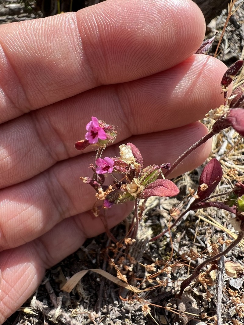 Rattan's Monkeyflower photo 2