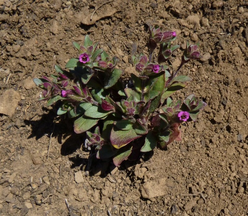Rattan's Monkeyflower photo 3