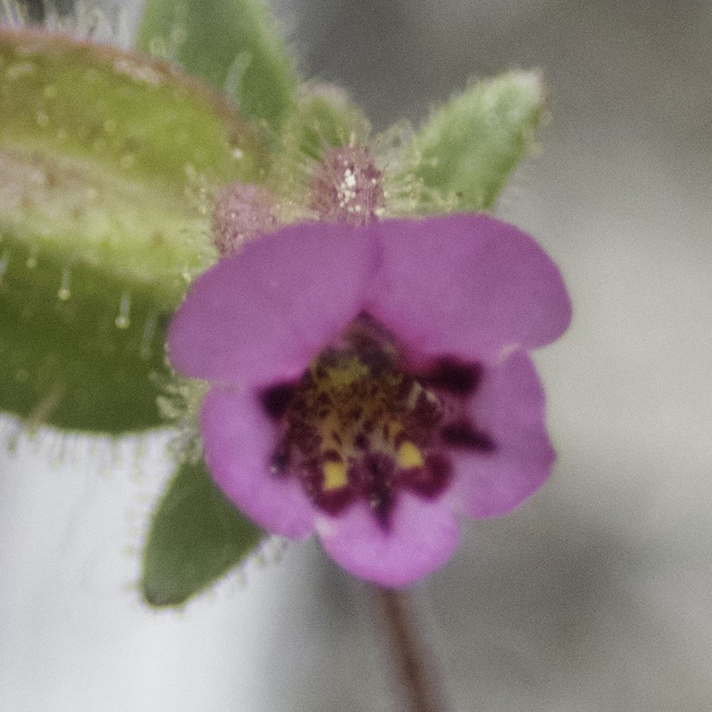 Rattan's Monkeyflower photo 4