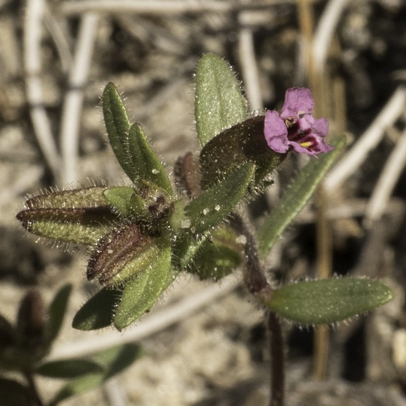 Rattan's Monkeyflower photo 5
